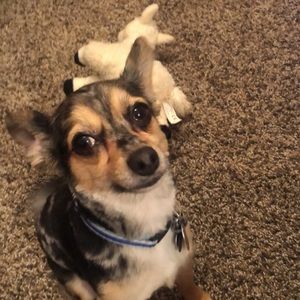 Meet your Posher, Emma